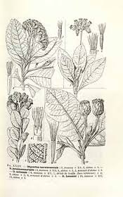 Oliganthes pseudocentauropsis Oliganthes pseudocentauropsis
